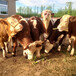 西门塔尔400多斤母牛价格