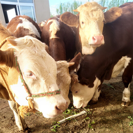 600斤的西门塔尔公牛犊多少钱一头芜湖