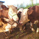 西门塔尔国内2岁母牛的价钱