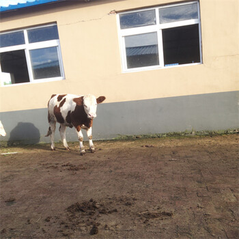 西门塔尔现在小母牛出售