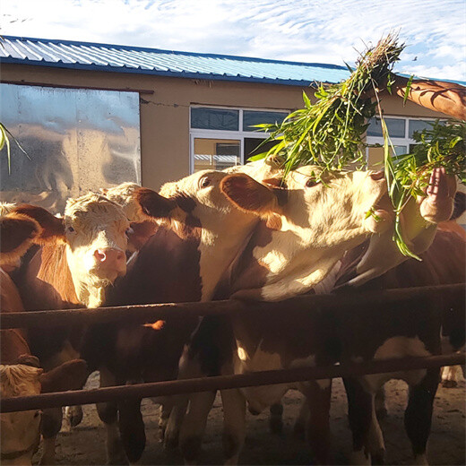 西门塔尔牛犊小母牛5之6个月的的价钱