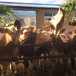 漯河养殖场500斤西门塔尔小牛犊现在什么价格