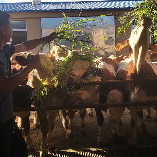 300斤的西门塔尔繁殖母牛资阳多少钱一头