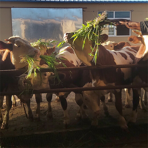 西门塔尔牛犊小母牛三百斤至四百斤现在什么价