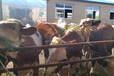 西门塔尔600多斤的小母牛犊报价