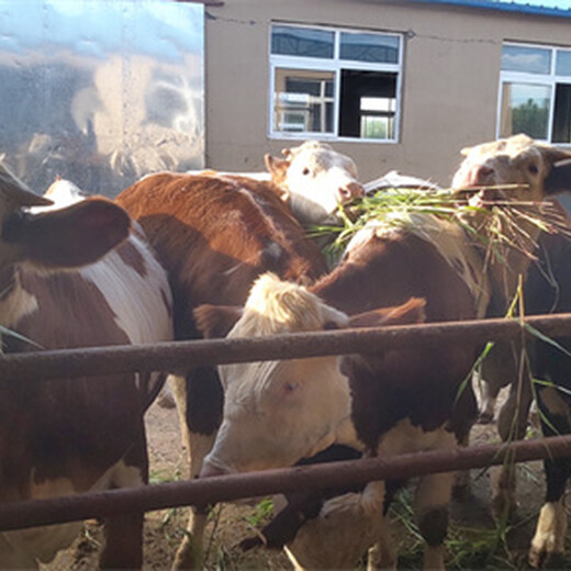 葫芦岛肉牛养殖基地西门塔尔成年母牛价格