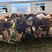 西门塔尔牛大母牛500斤左右多少钱一头