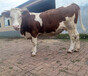 西门塔尔三百斤小牛犊的价格
