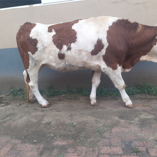 西门塔尔400至500斤母牛现在什么价格