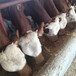 西门塔尔300--400斤小母牛现在什么价格