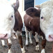 西门塔尔500斤小公牛多少钱