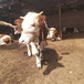 西门塔尔300斤基础母牛出售