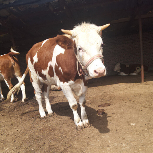 西门塔尔四百斤的母牛出售