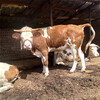 西门塔尔三百至四百斤牛犊子多少钱