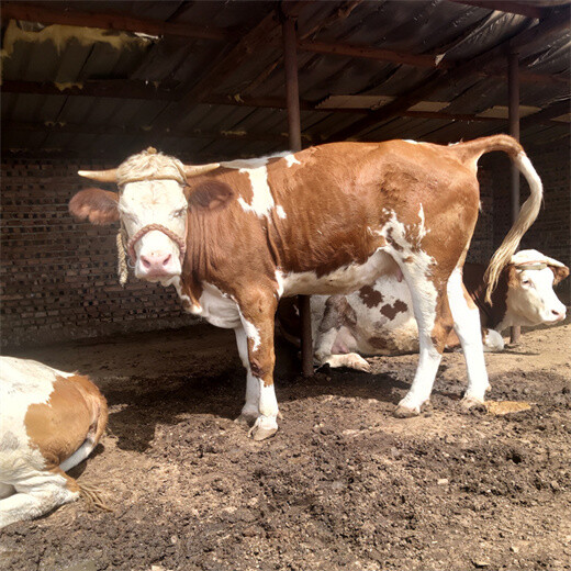 新青五百斤至六百斤西门塔尔大母牛多少一头