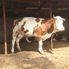 柳城400斤左右西门塔尔小牛犊多少钱一头