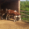 600多斤的西门塔尔牛犊小母牛价钱承德
