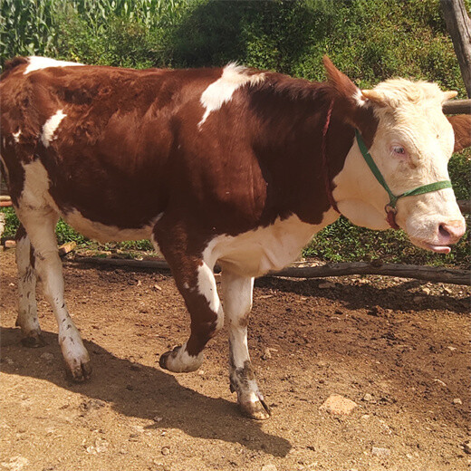 凉山西门塔尔六之七个月四代母牛多少钱