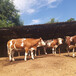 西门塔尔七个月的2岁母牛要多少钱一头