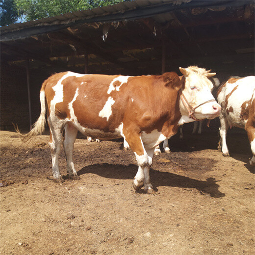 咸阳养殖场500斤西门塔尔小牛犊现在什么价格