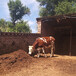 西门塔尔四百斤至五百斤基础母牛的价钱
