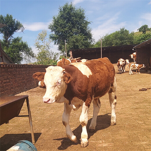 西门塔尔七个月的小母牛苗价格