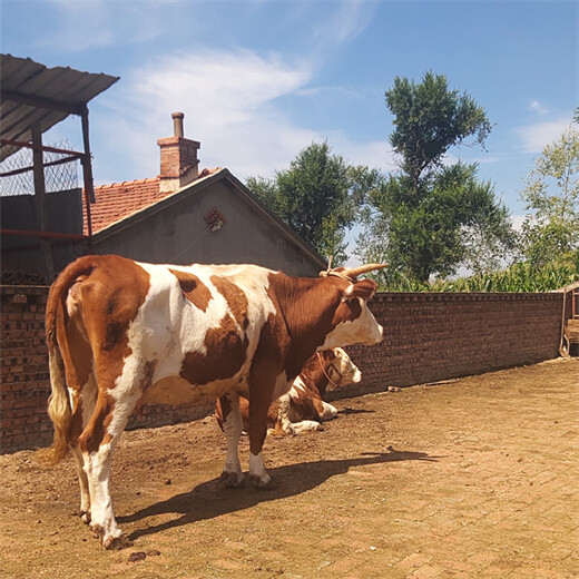 西门塔尔小母牛四百斤至五百斤的价格