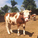 西门塔尔五百斤牛小母牛要多少钱一头