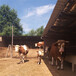 河北沧州西门塔尔牛种牛基地提供技术
