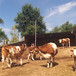 青岛西门塔尔牛种牛养殖基地