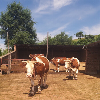 河津三百斤的西门塔尔母牛苗市场价多少