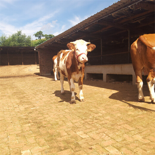 西门塔尔三百斤至四百斤2岁母牛多少钱一头