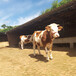 驻马店西门塔尔牛种牛养殖基地