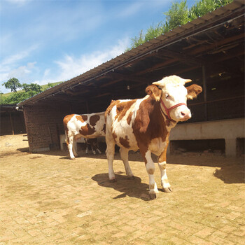 河津三百斤的西门塔尔母牛苗市场价多少