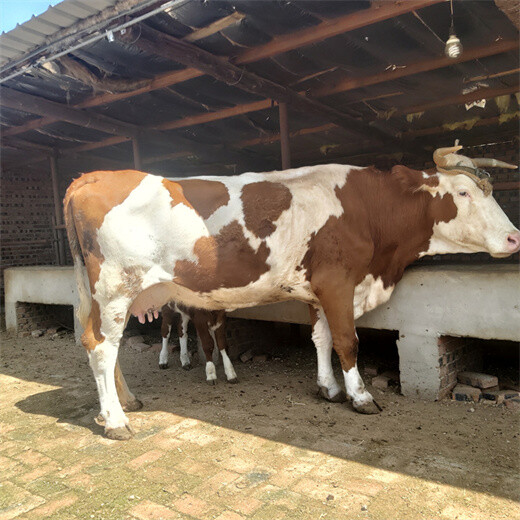 雅安西门塔尔400斤左右牛犊出售