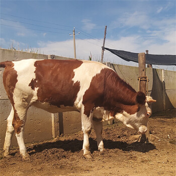 祁县六个月西门塔尔小母牛价格