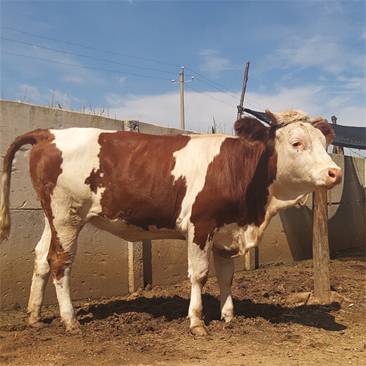 德阳养殖基地带犊母牛价格