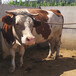 玉溪西门塔尔五六百斤繁殖母牛价钱