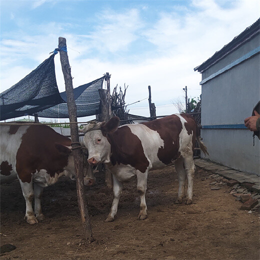 西门塔尔400斤的小母牛苗市场价多少
