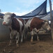 西门塔尔400斤母牛多少钱