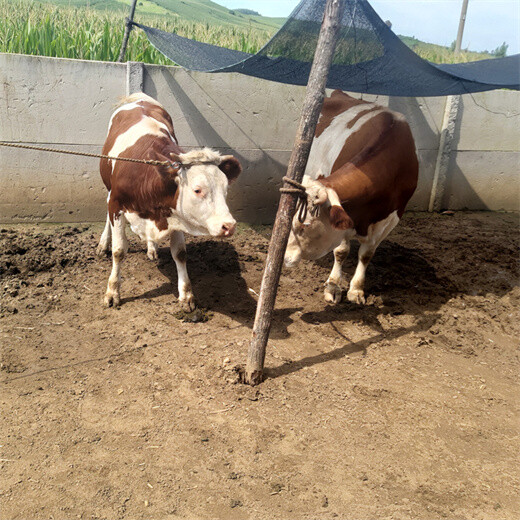 甘肃金昌西门塔尔牛大型养牛场提供技术