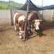 西门塔尔500多斤的2岁母牛要多少钱一头