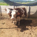 陇南种牛基地六百斤的西门塔尔母牛多少钱