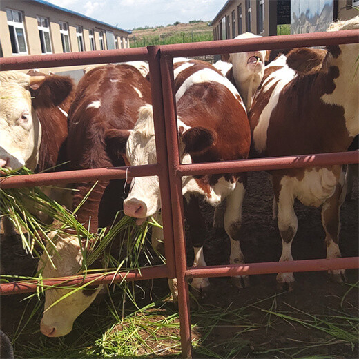 5之6个月西门塔尔小母牛犊潍坊现在什么价