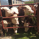 平凉牛养殖基地四五百斤西门塔尔牛犊子价格