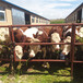 鹤城四五百斤西门塔尔小母牛市场价多少
