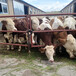 齐齐哈尔养殖基地西门塔尔小牛犊多少钱