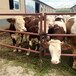 西门塔尔600斤的二岁母牛价格