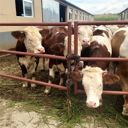肇庆牛养殖基地六百斤的西门塔尔母牛多少钱