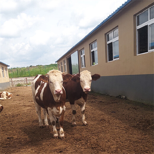 枣庄养殖场西门塔尔400斤小牛价格
